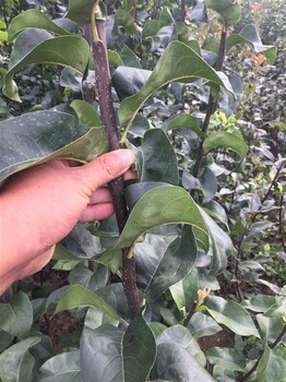 園藝場早酥紅梨苗供應 梨苗 質量優(yōu)良