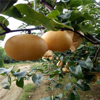 好管理南水梨樹(shù)苗品種 質(zhì)量