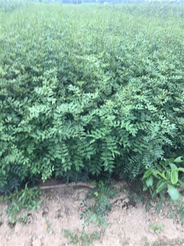 直供大紅袍花椒苗基地直供 花椒樹 批發(fā)