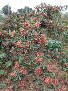 園藝場大紅袍花椒苗圖片 花椒苗 免費(fèi)咨詢
