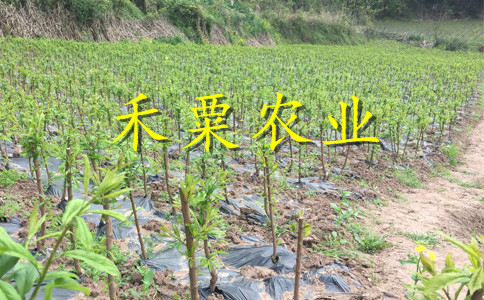 成都青脆李苗产地