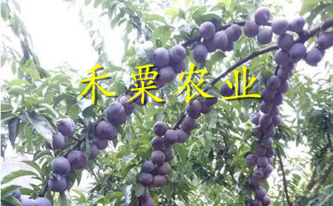 銅仁青脆李苗高產(chǎn)技術(shù)