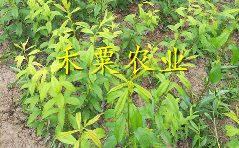 巴中青脆李苗整形修剪