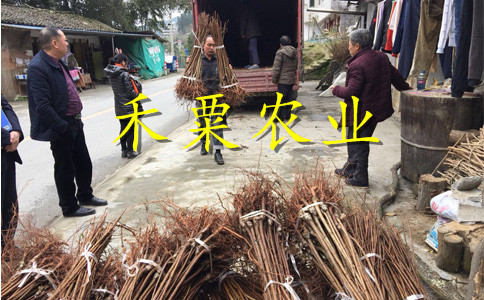 十堰青脆李苗2年價格