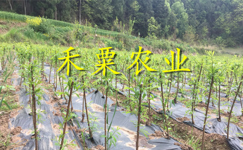 銅仁青脆李苗高產(chǎn)技術(shù)