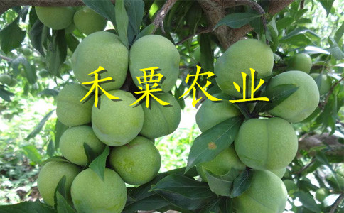 安康脆紅李苗提前掛果方法