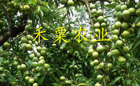 安康脆紅李苗提前掛果方法
