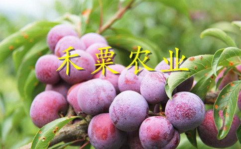 安康脆紅李苗5cm價格
