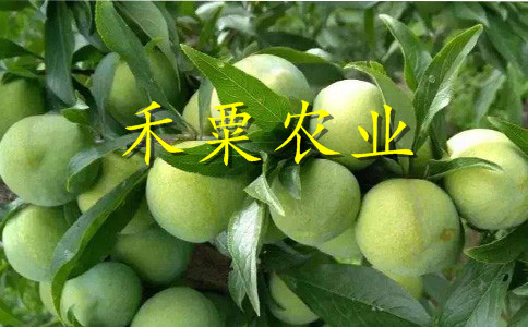 遵義脆紅李苗4cm價(jià)格