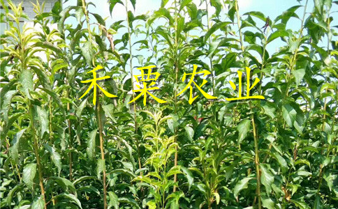 南充脆紅李苗晚熟價格