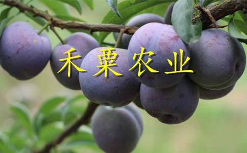 云南脆紅李苗二年價格
