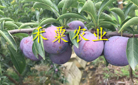 云南脆紅李苗二年價格