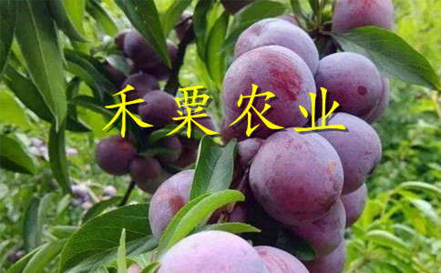 畢節(jié)脆紅李苗病蟲害防治