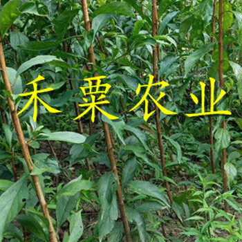 南充脆紅李苗冬季修枝 脆紅李樹苗 用戶的一致選擇
