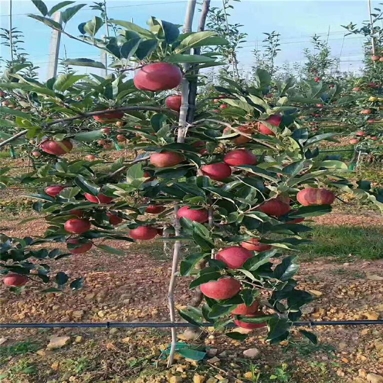 南京7月份成熟苹果树苗批发价格