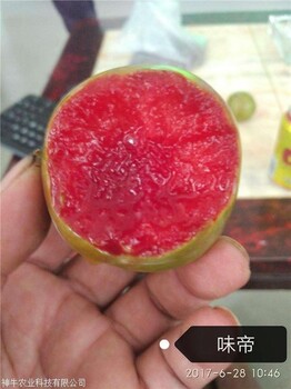 1公分味帝李子樹苗授粉樹怎樣搭配