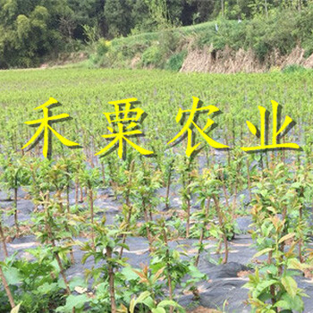 汶川青脆李苗成活率高 晚熟青脆李苗 看這你就知道了