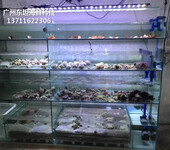 广州越秀海鲜池制冷工程 海鲜鱼缸 欢迎来电垂询