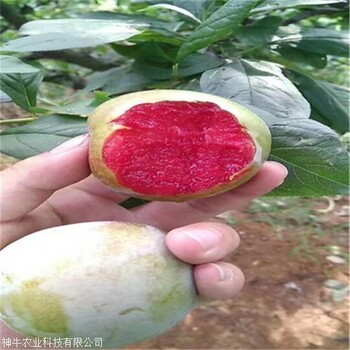 1公分味帝李子樹(shù)苗發(fā)源地
