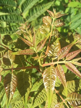 綿陽香椿苗批發(fā)價 香椿苗 香椿樹苗基地