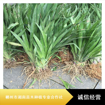 耐寒水生植物鸢尾苗小区绿化无虫害鸢尾苗黄冈净化水质鸢尾苗种植基地