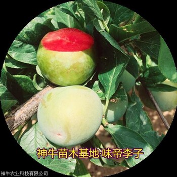 味帝李子苗品种介绍全国