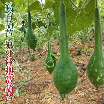 鶴首葫蘆種子觀賞走廊葫蘆籽四季種植新品狼牙錘觀賞用