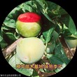 美国杏李味帝李子品种正规单位提供图片