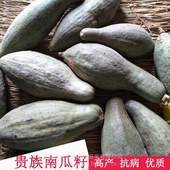 南瓜籽甘面王南瓜口感甜面香牛腿瓜適合全國地區(qū)種植