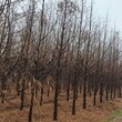 水杉树苗7公分水杉树苗宿州苗圃基地图片