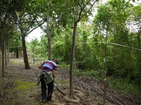 移植栾树骨架栾树周口栾树价格图片0