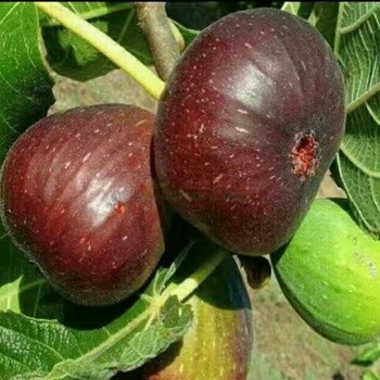成都無花果樹苗廠家 大青皮芭勞奈無花果苗 質(zhì)量優(yōu)良