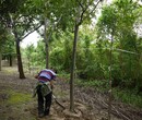 14公分栾树树苗移植栾树芜湖栾树批发图片