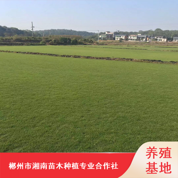 广元足球场耐寒结缕草卷马尼拉草卷基地