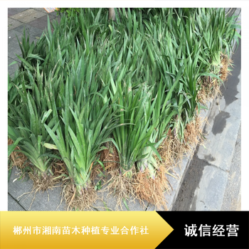 眉山工程绿化净化水质无虫害水生植物鸢尾常绿鸢尾批量供应