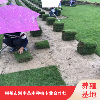 学校操场台湾草坪临沧结缕草坪耐践踏草坪批发价格