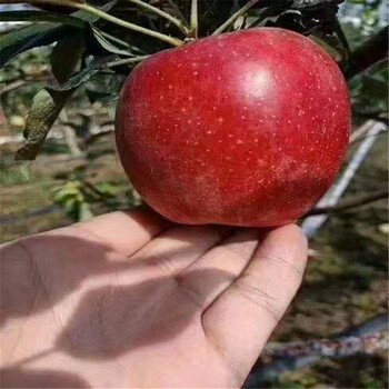 青島蘋果樹苗批發(fā) 魯麗蘋果樹苗 上市早價(jià)格高