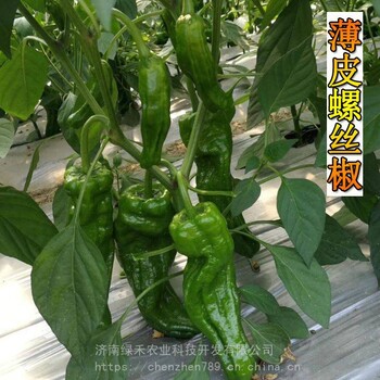 薄皮螺絲椒種子早熟品種青椒籽抗病強辣味濃郁陸地蔬菜種子1000粒裝