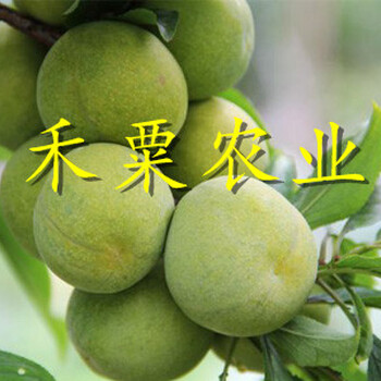 安康脆紅李苗5cm價格 晚熟脆紅李苗 3cm青脆李苗價格