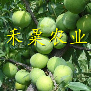 重慶脆紅李苗矮化供應(yīng) 脆紅李子樹苗 在線免費(fèi)獲取報(bào)價(jià)