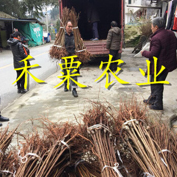 云南青脆李苗裸根價格 晚熟青脆李苗 2020青脆李苗價格