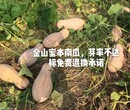 蜜本南瓜大果，厂家直销，果型均匀，高产商品性好，香甜面口感好