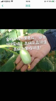玉娃水果黃瓜種子，廠家，的黃瓜品種，口感好，商品性