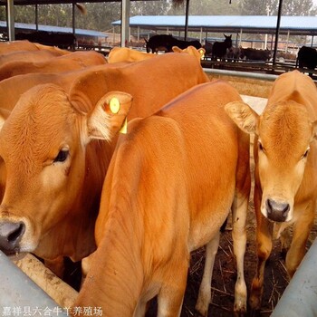 长沙肉牛出售 上海肉驴养殖成本 存活率高