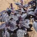 紫羅勒種子紫色野菜九層塔陽臺盆栽特菜種苗能驅蚊的蔬菜種子