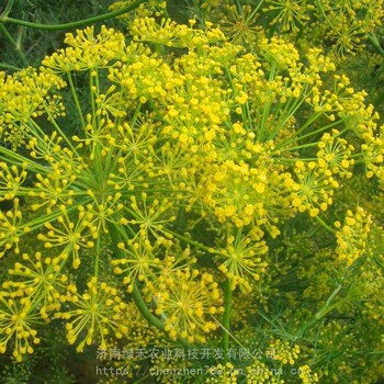 蒔蘿種子食用香草種子做菜春季四季陽臺盆栽土茴香蔬菜種子芳香精