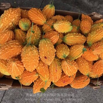 甜心果種子賴葡萄金玲子苦瓜口感甜70天收獲特色瓜果種子陽臺爬藤