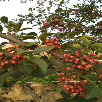 4公分花椒苗花椒苗供应