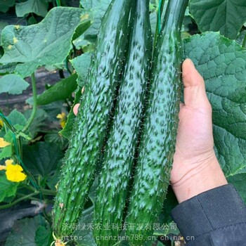 綠芯黃瓜種子瓜條直春秋種植早熟抗病強(qiáng)高產(chǎn)耐熱品種瓜果多