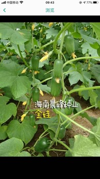 金娃水果黃瓜種子，口感，高產(chǎn)抗病，品質保障